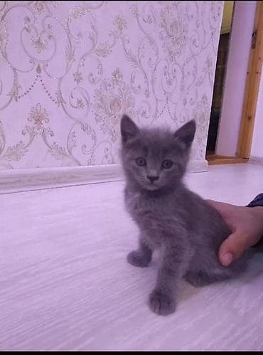 Erkək, Yaxşı əllərə, Ünvandan götürmə