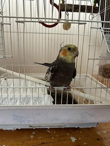 sabuncu heyvan bazari: Sultan papuqayi
Qefesle aksesuarlarla birge satilir — 2