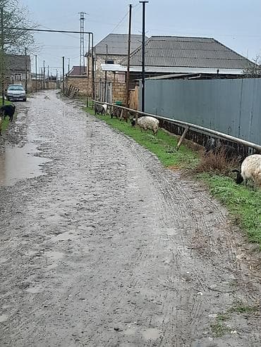 dişi keci: Salam yerli keci 2 qarindan 4 qarina kimi var 20 ana 20 bala onun14 — 5