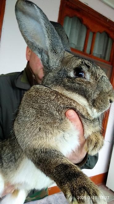 poodle satışı: FLANDR (Belçika nəhəngi) – İri ölçü, yüksək gəlir! Təmiz qanlı Flandr — 10