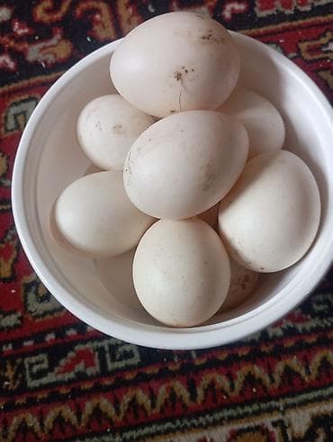 Turşular: Mayali ordek yumurtalari satilir. Yashilbash chol ordeyinin — 2