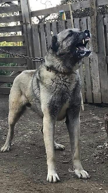 Kanqal, 10 ay, Erkek, Peyvəndli, Pulsuz çatdırılma