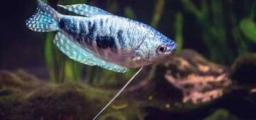 betta balıq: Sülhsevər, Ödənişli çatdırılma, Pulsuz çatdırılma, Ünvandan götürmə — 3