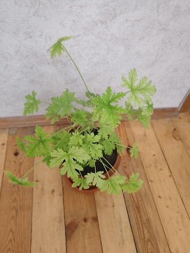 ətirşah bitkisi: Salam ətirşah gülü satılır - Növ: Ətirli yarpaqlı pelargonium — 2