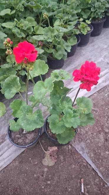 gül rəsmi: Geran gülləri dipçəkdə. 4 fəsil yaşıl qalan üzərində daimi gülü olur — 10