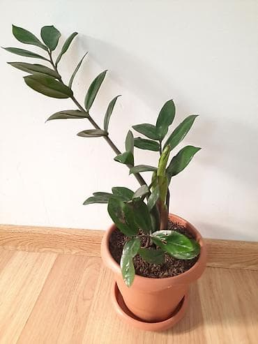 Otaq bitkiləri: Dibçək gülü — 2