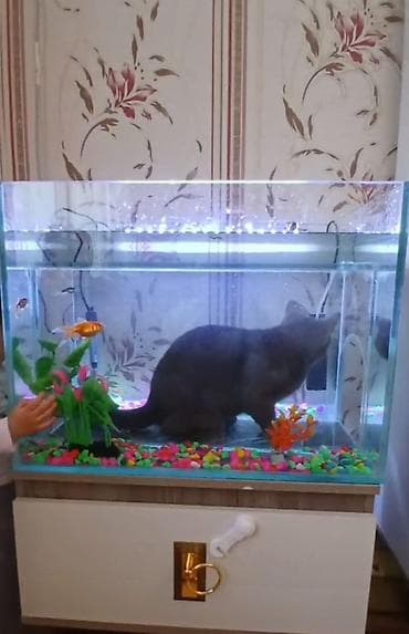 Dördbucaq akvarium, Balıqlarla birlikdə, 100 l, Ödənişli çatdırılma, Ünvandan götürmə — 4