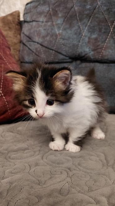 Dişi, Yaxşı əllərə lalafo.az -da Dişi, Yaxşı əllərə