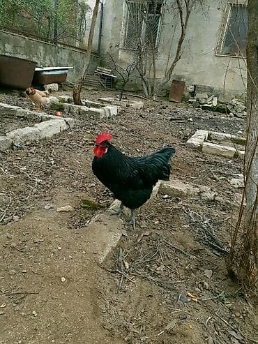 quslar: Xoruz, il: 1 — 5