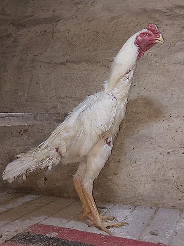 bece cuceler: Toyuq cücələri, Damazlıq — 6