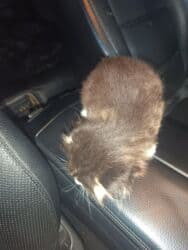 приют для кошек баку: Şotland yastı qulaq, Dişi, Yaxşı əllərə, Ödənişli çatdırılma — 3