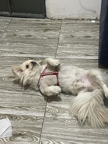 Digər heyvanlar: Pekines — 2