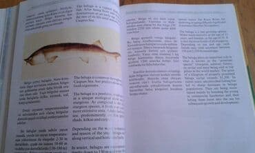 сколько стоит мотоцикл: Müxtəlif kitablar satılır. Biri 40 manat. "Nərəkimilər - dinozavrların — 7