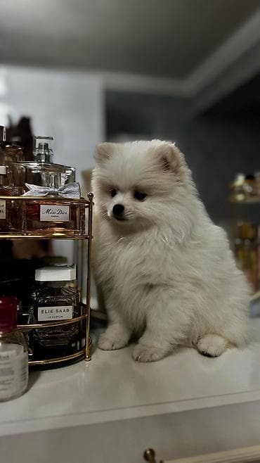 щенята в добрые руки: Шпиц, 3 месяца, Самец, С прививками, Бесплатная доставка, Доставка в районы — 5