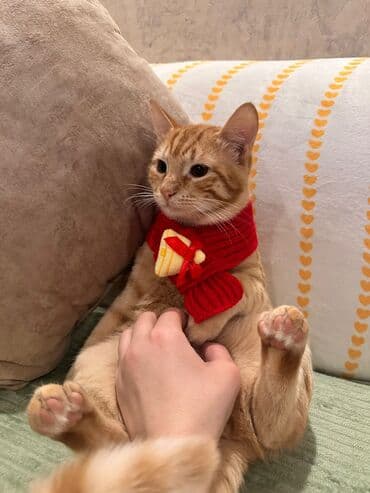 pişik sahibləndirilir: Sahiblendirilir diwi erkek saglamdirlar rengli qisirdir diwidir sari — 2