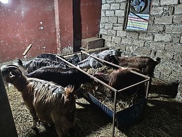 keçilər: Super damazliq heleb ve turk kecilermiz geldi kime maraqlidsa zeng — 5