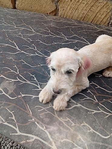 i̇tler: Pudel, 6 ay, Dişi, Ünvandan götürmə — 4