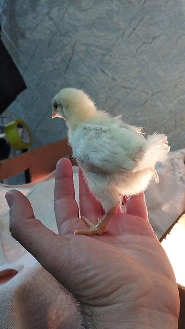 Digər heyvanlar: Lohman braun 3 gunluk 2.7 qepiy,,9 gunluk 3manat — 1