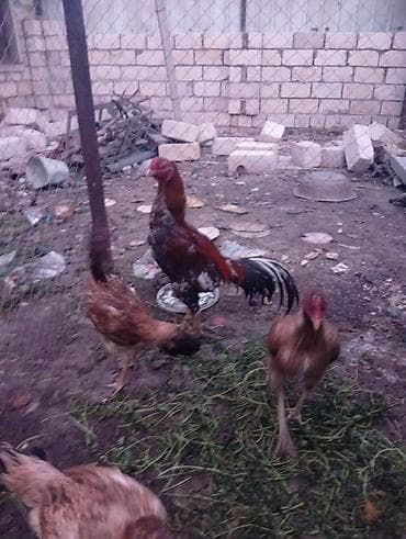 döyüş xoruzu: Salam Heyrati ailesi satilir xoruzun 3 fereler ise 10 aylixdi — 1