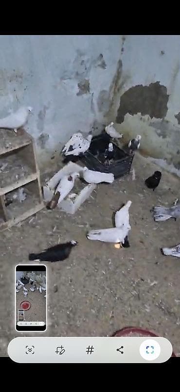 Məhsul: Ev göyərçinləri sürüsü Təsvir: - Şəkillərdə müxtəlif rəng — 7
