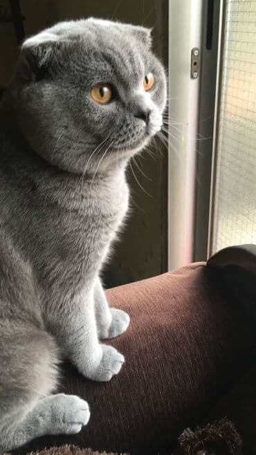 şotland pişiyi etibarlı əllərə verilir: Şotland — 2