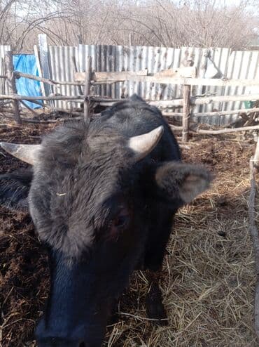 Другие животные: Самец, лет: 1, Для разведения — 8