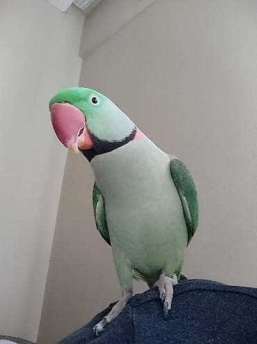 Другие птицы: Real alıcılara endirim var Məhsul: Aleksandr papağanı (Psittacula — 1