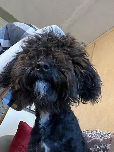 it davasi 2019: 1 il, Erkek, Ünvandan götürmə — 5