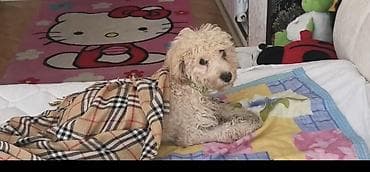 pudel it: Pudel, 8 ay, Erkek, Peyvəndli, Ödənişli çatdırılma — 3
