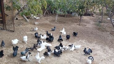 simmental inək satılır: Məhsul: müxtəlif növ ev göyərçinləri Təsvir: - Rənglər: ağ, qara — 1