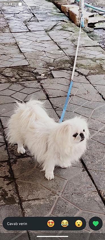 Pekines, Erkek, Sənədli, Ünvandan götürmə