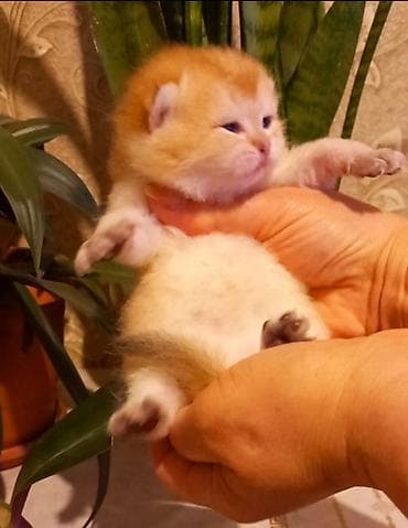 Erkək, Yaxşı əllərə, Ünvandan götürmə lalafo.az -da Erkək, Yaxşı əllərə, Ünvandan götürmə