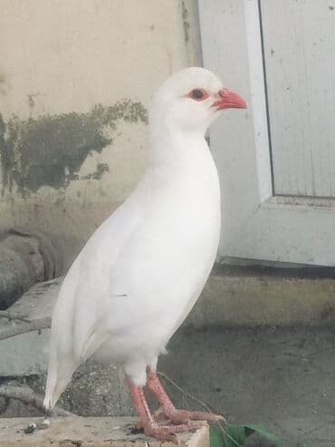 сколько стоит лошадь в азербайджане: Ag kəklik cutu 100 azn 
Watsab — 2