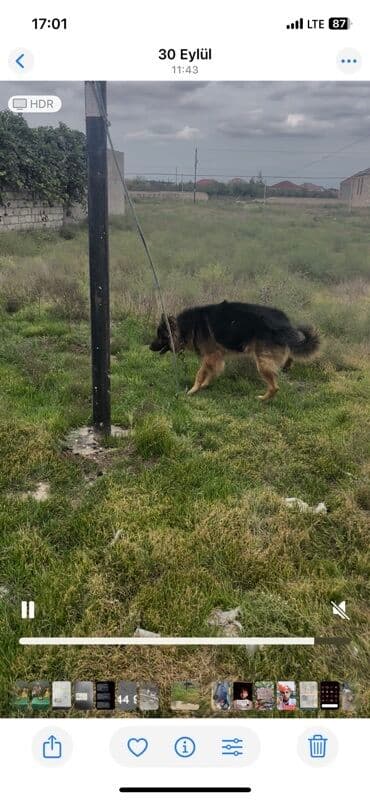 собак в добрые руки: Немецкая овчарка — 2