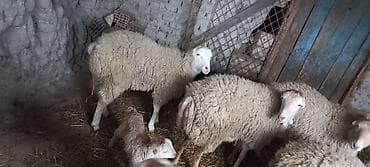 3 baş balalı toğlu birinci qarına erkək balalıdı hamısı . tək olan isə — 3