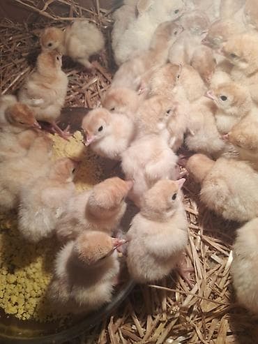 qaz balalari: Hinduşka cücələri, Ətlik — 1