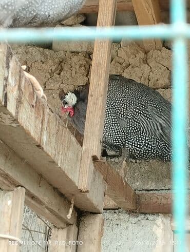 xacmaz heyvan bazari: Satılir unvan babek seher nehrem qesebesi — 1