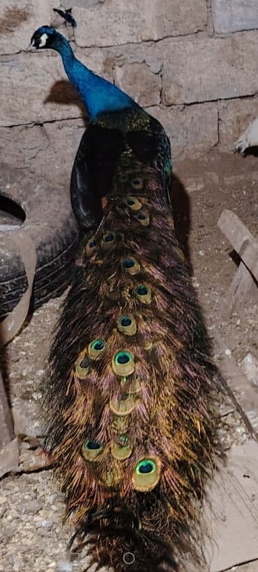 голд шиншилла: Məhsul: Təcrübəli tovuzquşuları (erkək nümunələr) Təsvir: - — 2