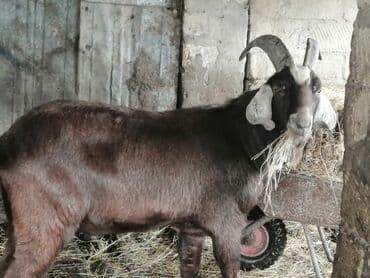 çin bıldırcını: Saf cins erkək keçi (təkə) - Rəng: tünd qəhvəyi (baş və alın — 2