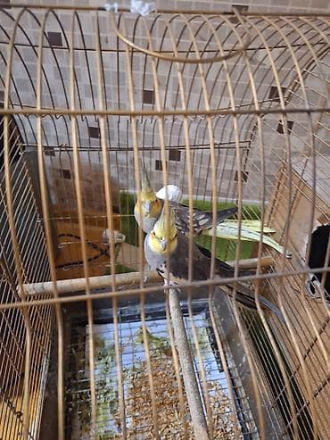 Nimfa (cockatiel) cütü və qəfəs dəsti - Növ: Nimfa (cockatiel) – sarı