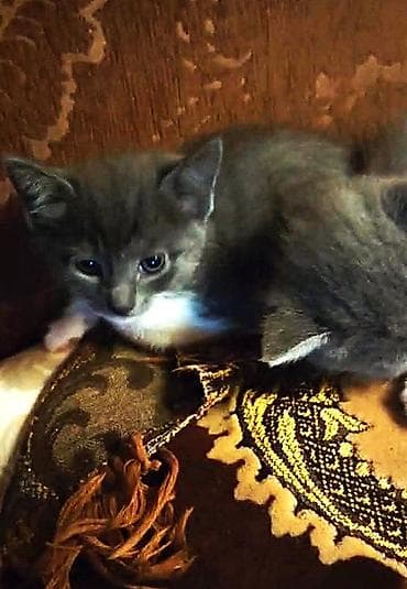 pişik erkek: Britan, Erkək, Dişi — 2