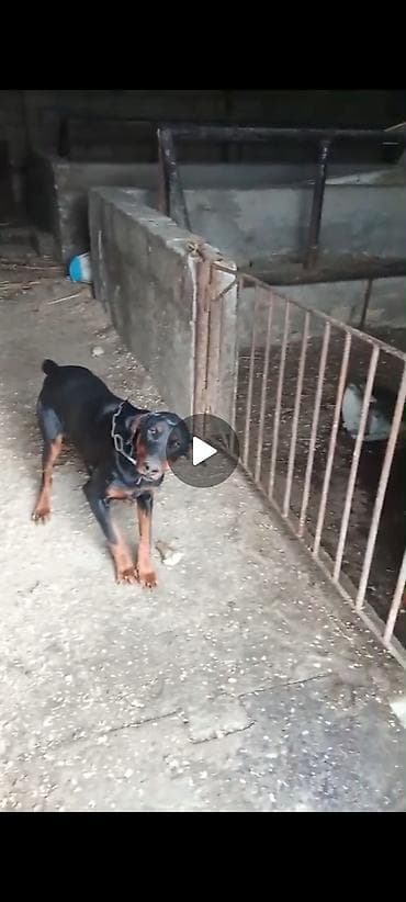 K/t heyvanları və malları: Doberman, 2 il — 3