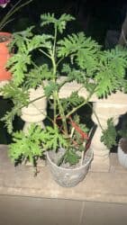 ev gülü: Her biri ucuz kimete Gencededi catirma var size yaxin yere ancag — 27