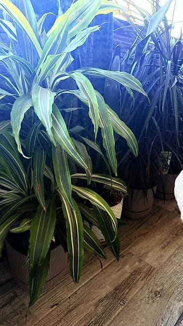 pul getiren guller: Böyük ölçülü otaq bitkiləri dəsti 1ededi 40 manatdi - Növ: Dracaena — 4