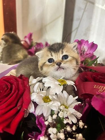 pişiy: Şotland — 3