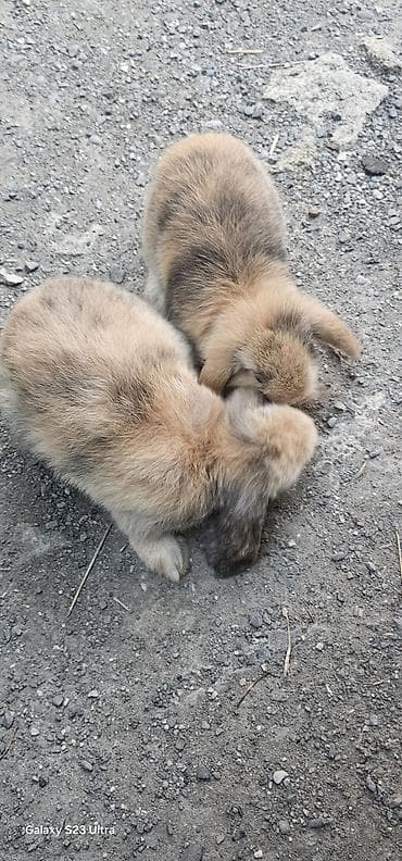 mini poodle: Mini lop dovşanları satılır bir cütü 75 m 1 dişi 1 erkekdi 2 sin alana — 2