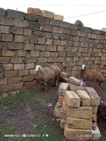 cau cau iti satilir: Dişi bala ilə ana bala qoyun satılır istəyən olsa yazsın video sun — 9