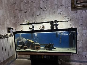 zavod akvarium: Прямоугольный аквариум, Вместе с рыбами, 200 л — 1