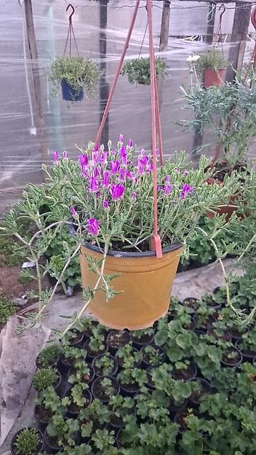 atatürk çiçeyi: Margaritka (Argyranthemum frutescens) kolları – ağ və çəhrayı — 8