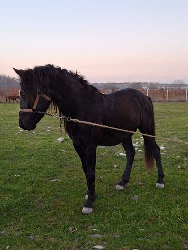 cücə və xoruz təmsil: Erkək, il: 6, Ünvandan götürmə — 5